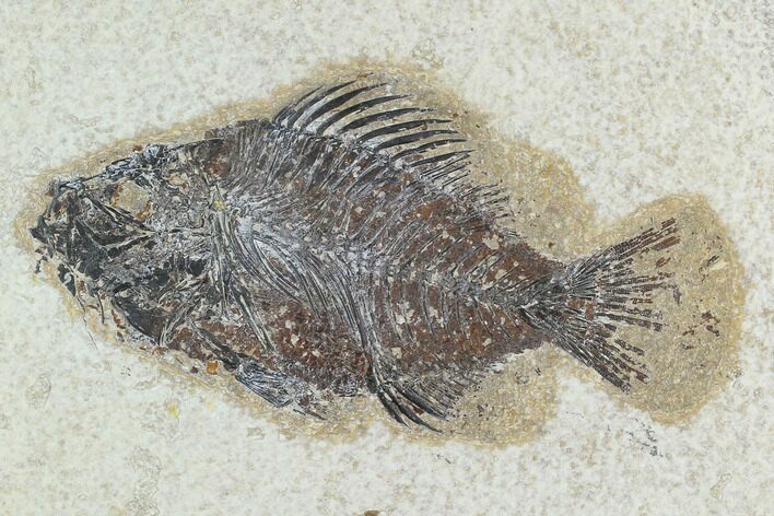 Fossil Fish (Cockerellites) - Green River Formation #129697